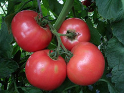 完熟トマト「まっかなあかりトマト」を販売